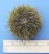 Import Low Price Live Sea Urchin Roes/Fresh/Frozen from Philippines