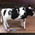Import Moving Animal model Life size cow with animal fur 3D animal from China