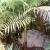 Import Natural evergreen 75cm root diameter walsh river palm nursery plant tree Archontophoenix maxima from China