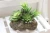 Import natural looking stone potted artificial succulent plants from China