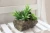 Import natural looking stone potted artificial succulent plants from China