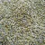 Import Natural Raw Green Millet/ yellow millet/ Bajra for Human Consumption and Animal Feeds from India