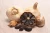 Import Nature Herbal Fermented black garlic powder garlic extract(allicin) 3%Allicin from China