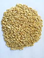 new crop 2018 650 count  pine nut kernels