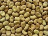 New crop dry Broad Bean export