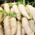 Import New crop fresh white health food radish available for export from China