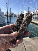 New Zealand Sea cucumber