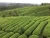 Organic Healthy and Premium Loose Leaf Green Tea 41022AAA