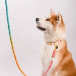 Pet Supplies 2020 Dog Collars And Matching Leash