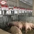 Import Pig automatic feeder for pigs feeding equipments from China