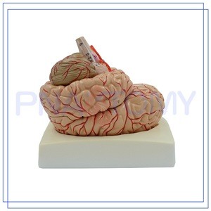 PNT-0611 new design Brain anatomical model for library hospitals school etc