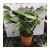 Import Professional natural plant manufacturer areca palm tree artificial  bonsai from China