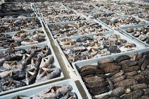 Quality Dried and Frozen Sea Cucumber