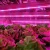 Import Red Blue 5:1 LED Plant Light, 3pcs 1.64ft/strip LED Grow Light Strip Flexible Soft Strip Light with USA Power Adaptor from China