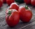 Import Red Color Fresh Tomato for sale from USA