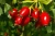 Import Rosehip Powder Food Supplement Wholesale or Package Vitamin C from Manufacturer Vitamins Supplements Animals from Bulgaria