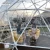 Import Small Geodesic Igloo Dome Cafe Restaurant Greenhouse for Sale from China