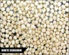 Sorghum Milky Supplier from India