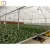 Import Subtropical Climate Singapore Orchid, Phalaenopsis Seedlings Greenhouse For Sale from China