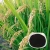 Import Super alginic acid seaweed extract fertilizer for agriculture from China