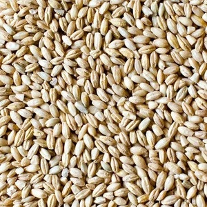 Super quality AA grade Feed barley For Animal Feed and Human Consumption
