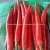 Import TOP LOW PRICE _ BIG CHILI PICKLE _BEST QUALITY from Vietnam