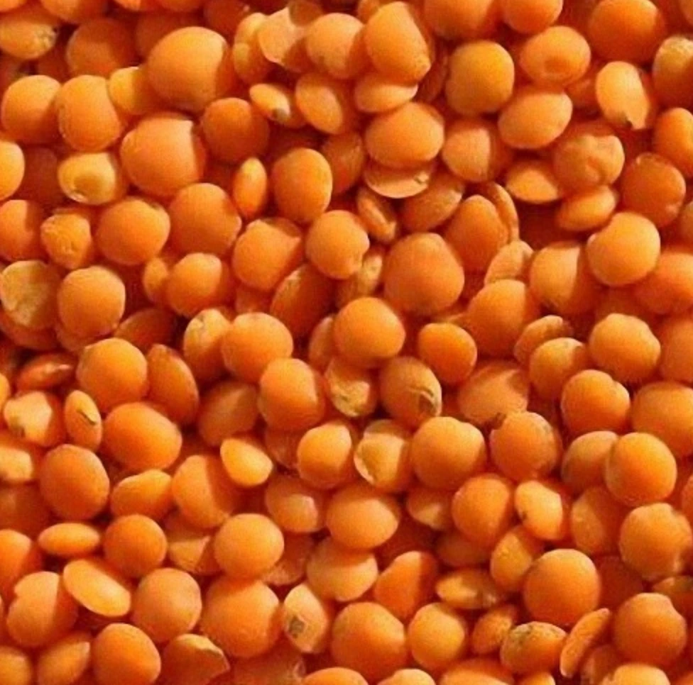 Top Quality Red Split Lentils in Bulk / Low Price Red, Green &amp; Yellow Lentils