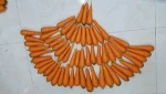 VIETNAM FRESH CARROT