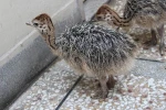 we have Ostrich chicks and fertile ostrich eggs