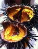 West coast red sea urchin
