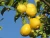 Import Whole Seller of Fresh Lemon fruits from China