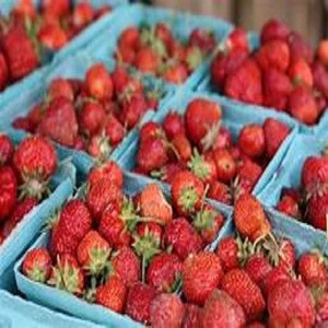 Wholesale Fresh Strawberry / Strawberry Fruit Price