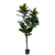 Import Wholesale Low Price Rubber Tree Perennial Foliage Plants Ficus Elastica from China