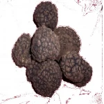 WILD fresh SUMMER TRUFFLE TARTUFO lucano fresco made in italy