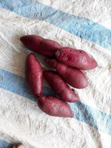 Wow!!! The Fresh Sweet Potato with BEST Price in VietNam