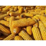 Yellow Corn/Maize for Animal Feed