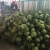 Import Young Fresh Coconut / Green Coconuts from Thailand