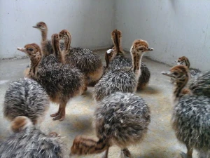 Fertile Ostrich Eggs and Ostrich  Chicks for Sale