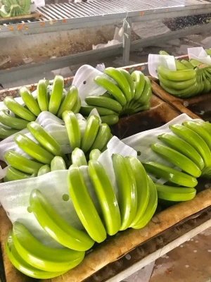 100% High Quality Green Banana Fresh Cavendish Banana