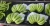 Import 100% High Quality Green Banana Fresh Cavendish Banana from Japan