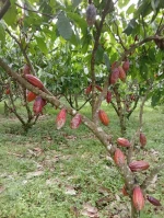 Cacao