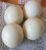 Import Fertile Ostrich Eggs and Ostrich  Chicks for Sale from South Africa
