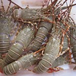 Lobsters (Kind of lobster)