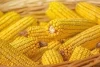 Bulk Yellow Corn for Human Consumption.