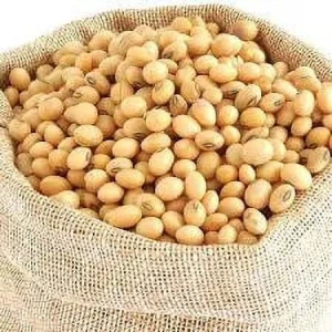 Premium Quality Soybeans – High Protein, Non-GMO/GMO Options Available