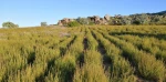Prickly Pear, Rooibos, Buchu, Essential oil plants