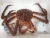 Import Cooked King Crab, Live Norwegian Red King Crab (Paralithodes camtschaticus) / Frozen Red King Crab from Norway