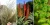 Import Prickly Pear, Rooibos, Buchu, Essential oil plants from South Africa