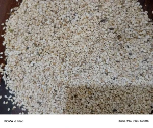 High Quality White Sesame Seeds
