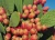 Import Prickly Pear, Rooibos, Buchu, Essential oil plants from South Africa
